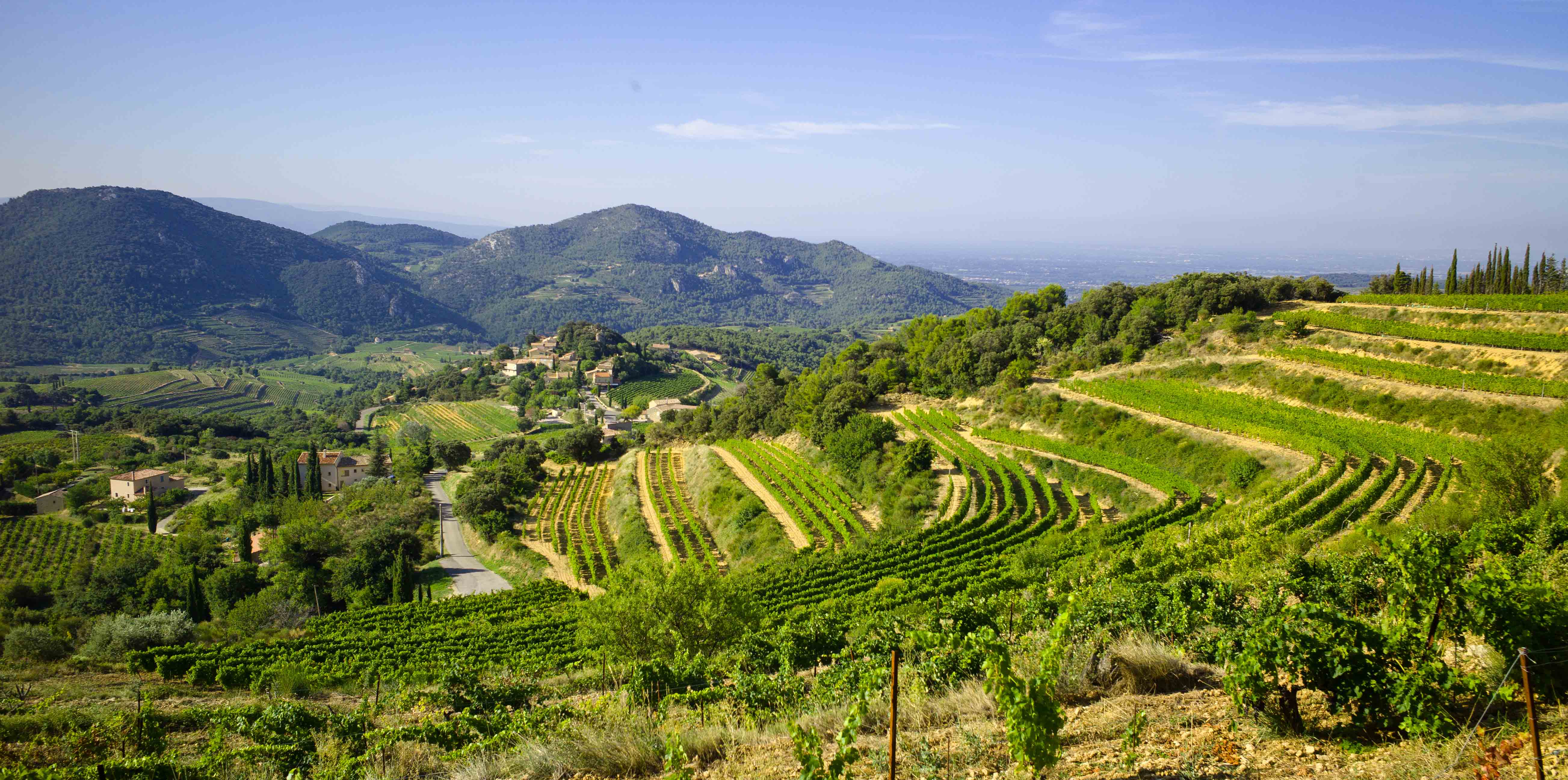 Viogniers de Saint Amant copie