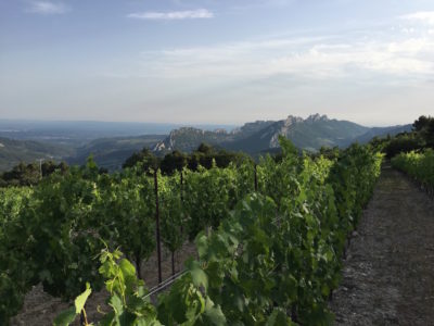 viognier dentelles de montmirail