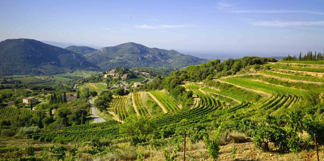 viogniers-de-saint-amant